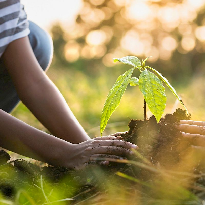 People planting tree seedling in ground